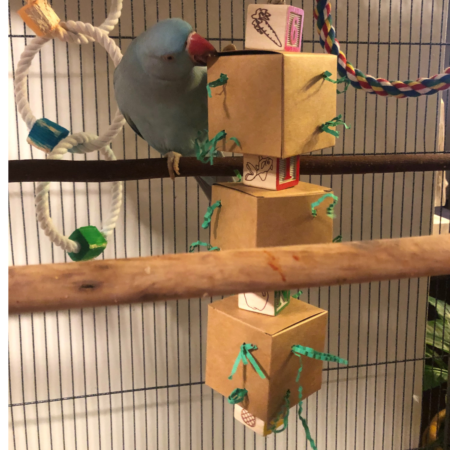Bird Toy